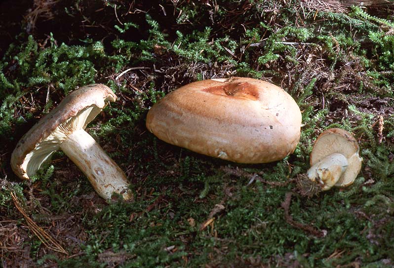 Lactarius trivialis